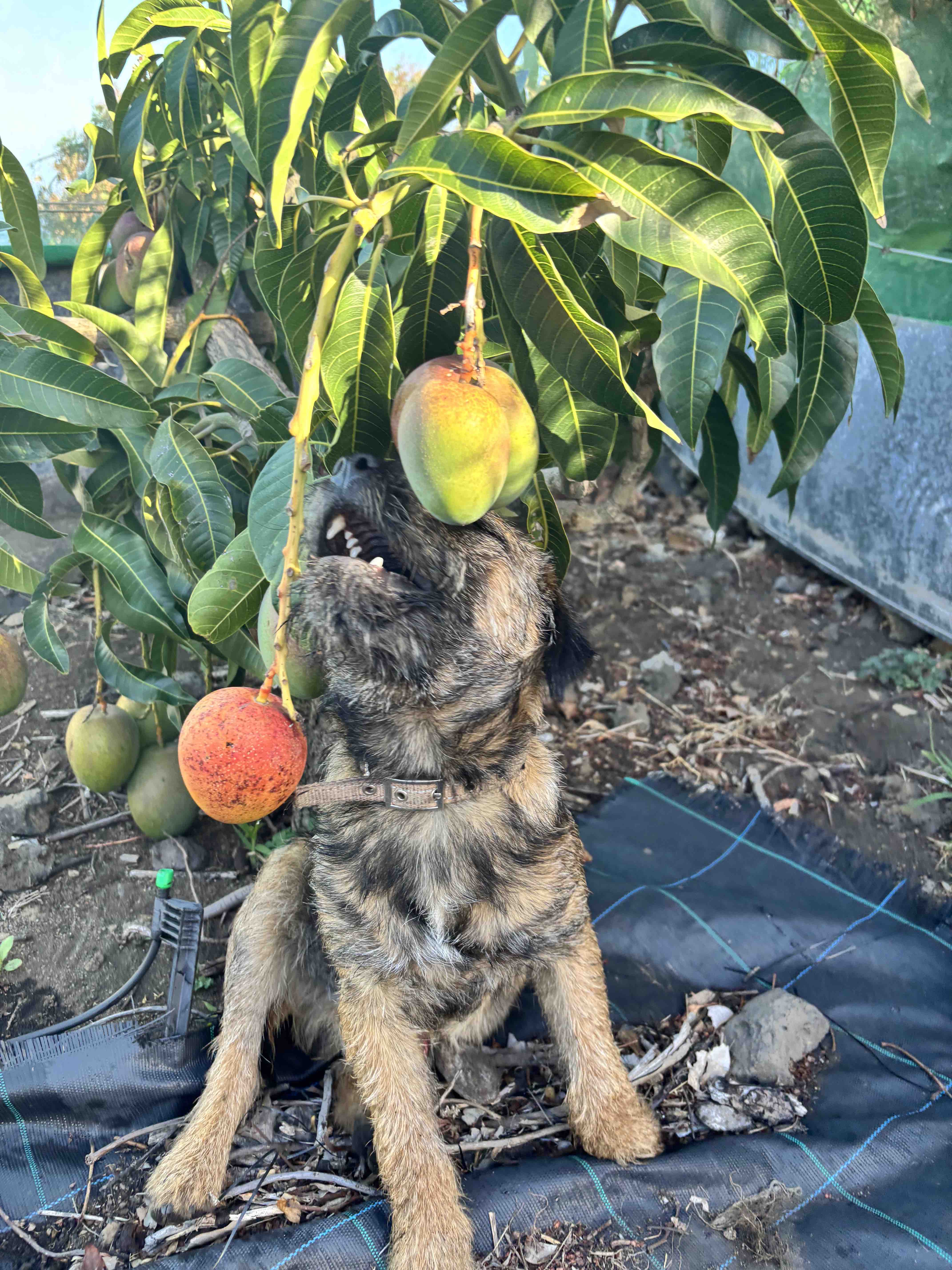Pes očichává čerstvé mango – může pes jíst mango?